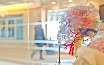 Chiropractors Role in Concussion Rehabilitation