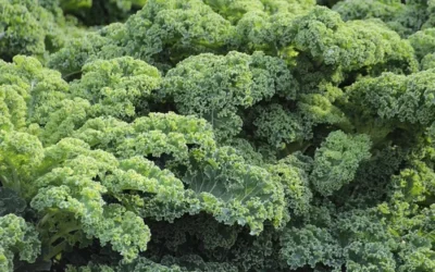 Baby Arugula and Kale Salad