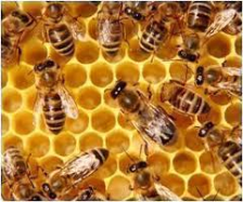 Bee Super Foods