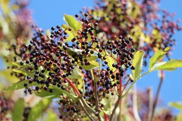Elderberry Syrup